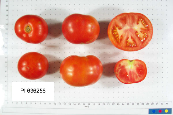 FRUIT
