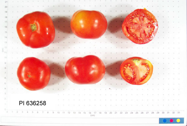 FRUIT