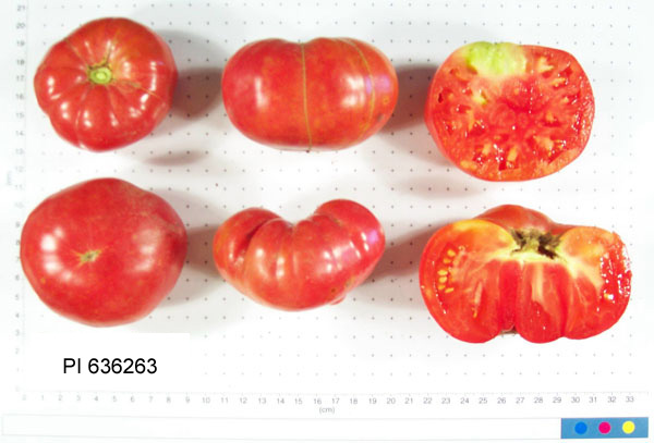 Click for 4 image(s) for this accession. FRUIT