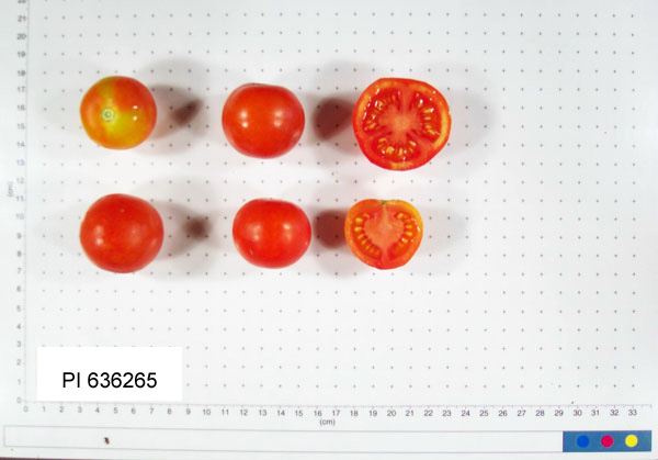 FRUIT