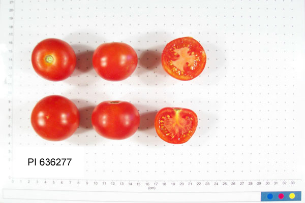 FRUIT