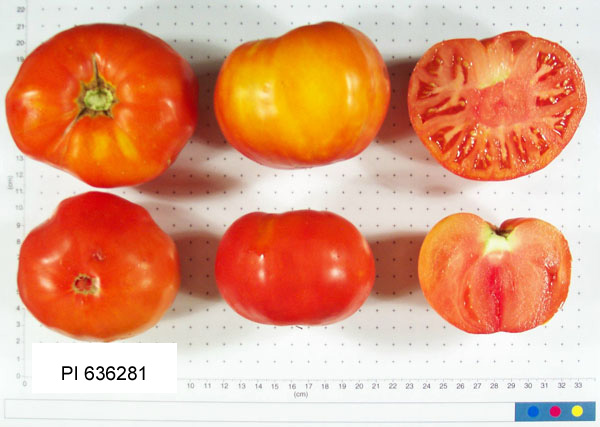 FRUIT
