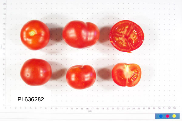 FRUIT