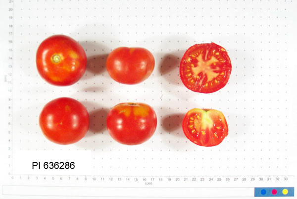 FRUIT