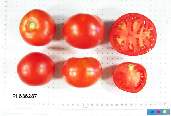 FRUIT