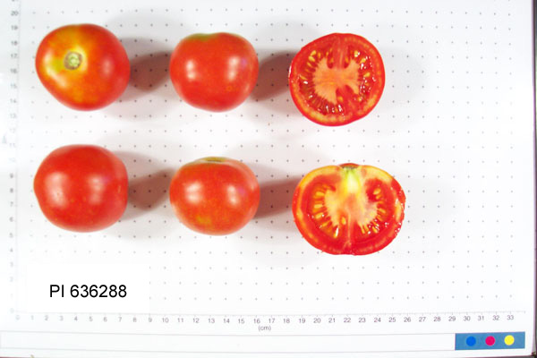 FRUIT