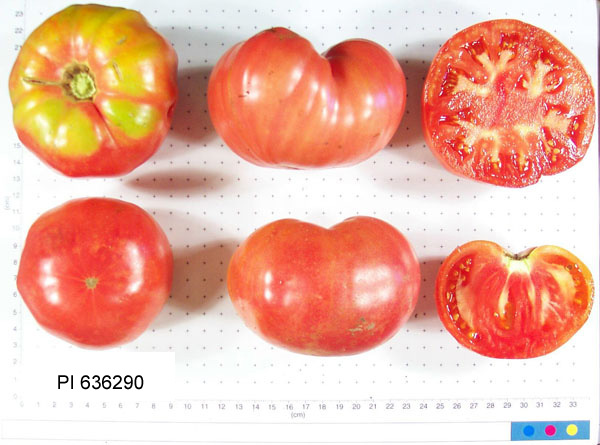 FRUIT