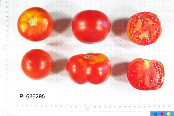 FRUIT