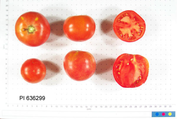 FRUIT