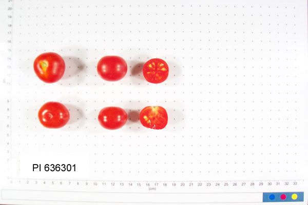 FRUIT