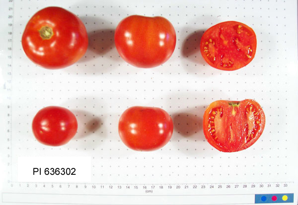 Click for 2 image(s) for this accession. FRUIT