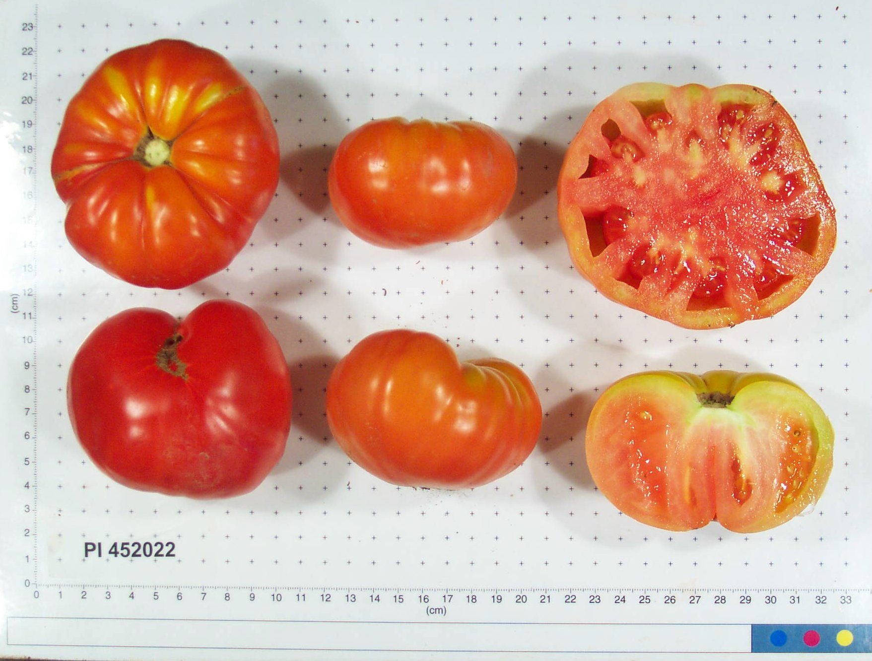 Click for 4 image(s) for this accession. FRUIT