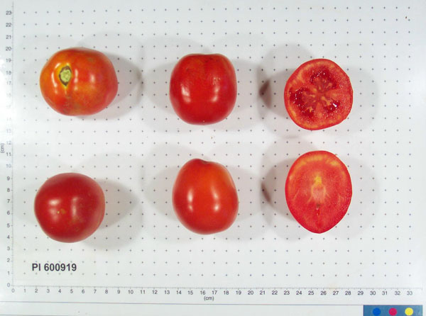 Click for 2 image(s) for this accession. FRUIT