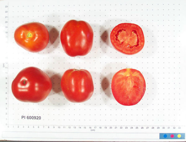 Click for 8 image(s) for this accession. FRUIT