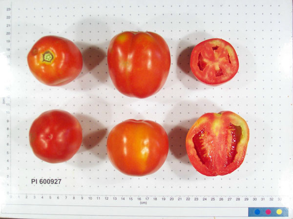 Click for 4 image(s) for this accession. FRUIT
