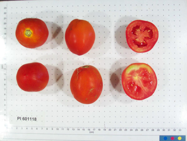 Click for 2 image(s) for this accession. FRUIT