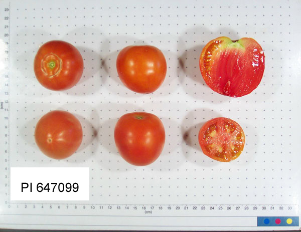 Click for 5 image(s) for this accession. FRUIT