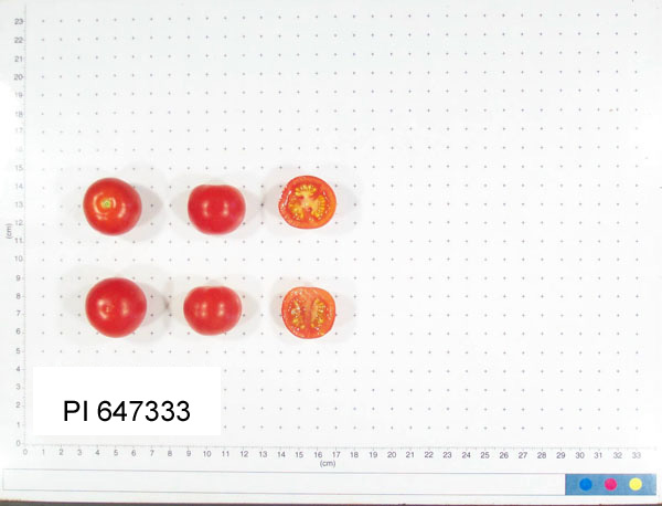 Click for 2 image(s) for this accession. FRUIT