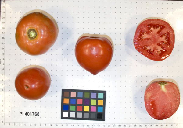Click for 2 image(s) for this accession. FRUIT