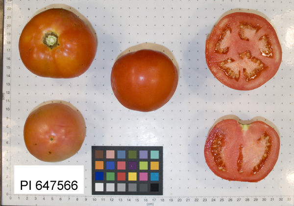 Click for 4 image(s) for this accession. FRUIT