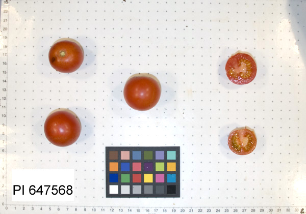 Click for 2 image(s) for this accession. FRUIT