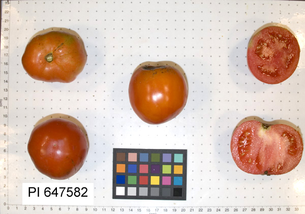Click for 2 image(s) for this accession. FRUIT