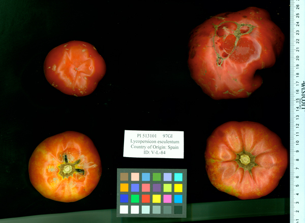 FRUIT