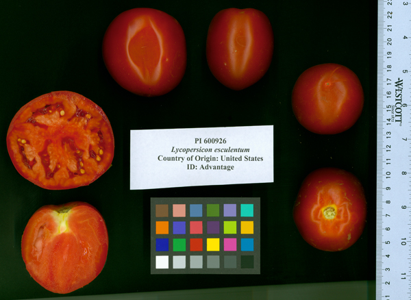 Click for 2 image(s) for this accession. FRUIT