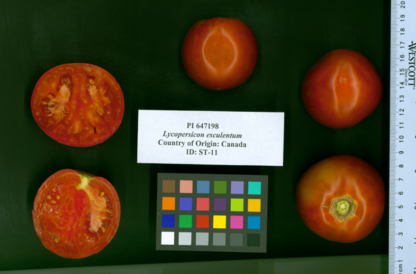 Click for 2 image(s) for this accession. FRUIT