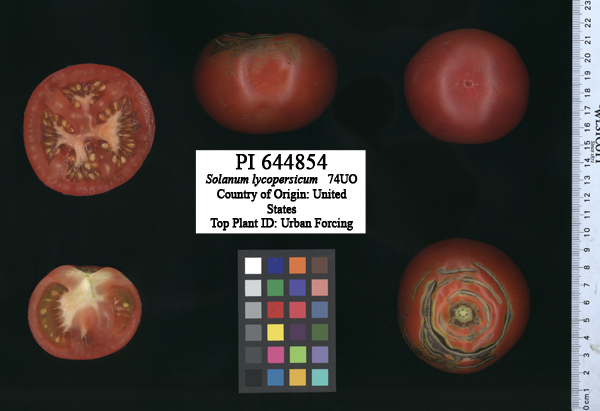 Click for 2 image(s) for this accession. FRUIT