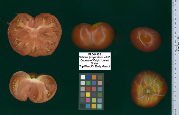 Click for 2 image(s) for this accession. FRUIT