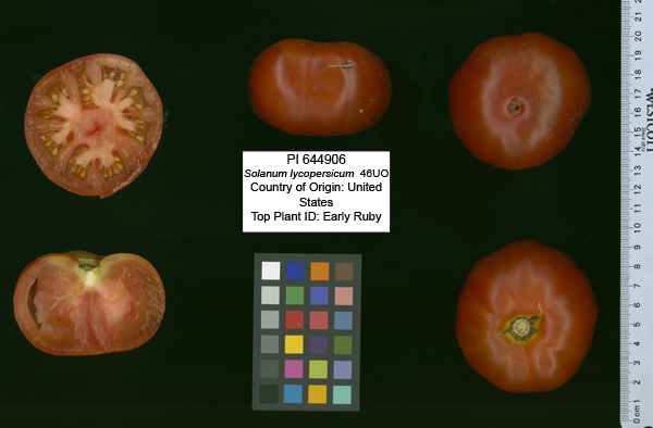 Click for 2 image(s) for this accession. FRUIT