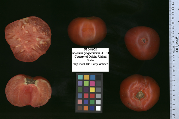 Click for 2 image(s) for this accession. FRUIT