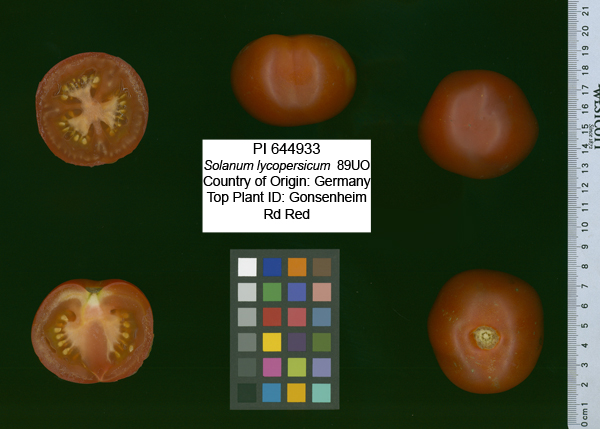 Click for 2 image(s) for this accession. FRUIT