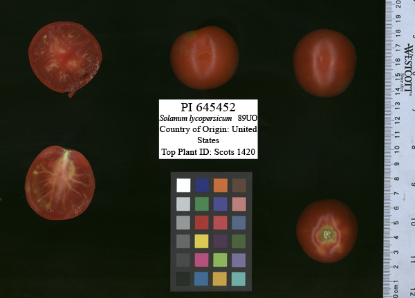Click for 4 image(s) for this accession. FRUIT