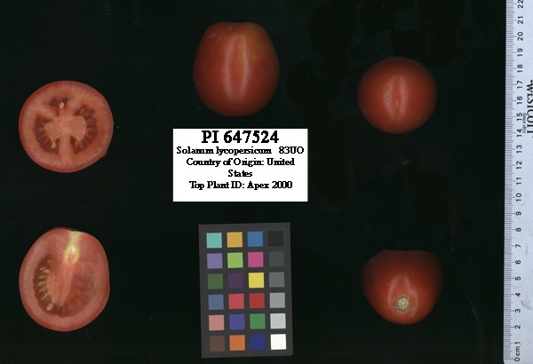 Click for 2 image(s) for this accession. FRUIT