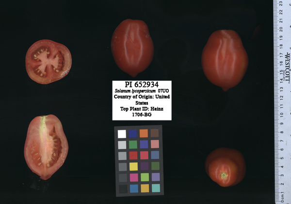 Click for 2 image(s) for this accession. FRUIT