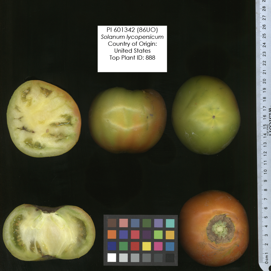 Click for 2 image(s) for this accession. FRUIT