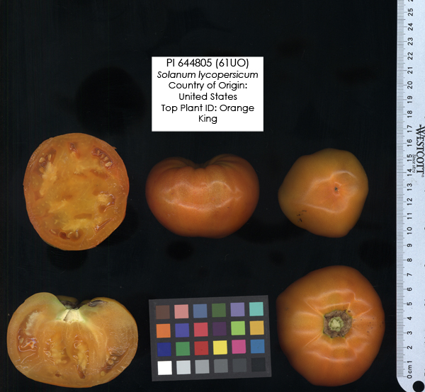 Click for 2 image(s) for this accession. FRUIT