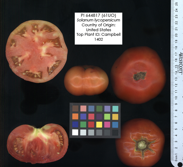 Click for 2 image(s) for this accession. FRUIT