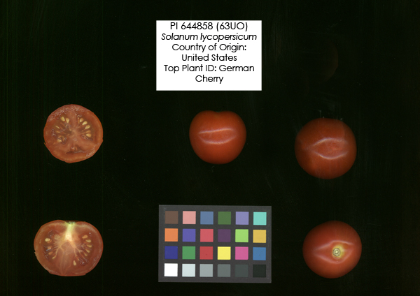 Click for 2 image(s) for this accession. FRUIT