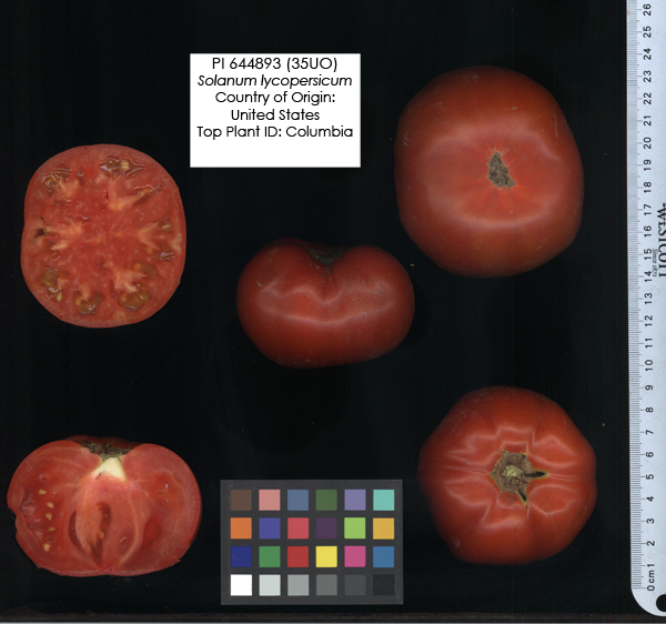 Click for 2 image(s) for this accession. FRUIT