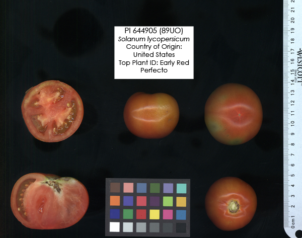 Click for 2 image(s) for this accession. FRUIT