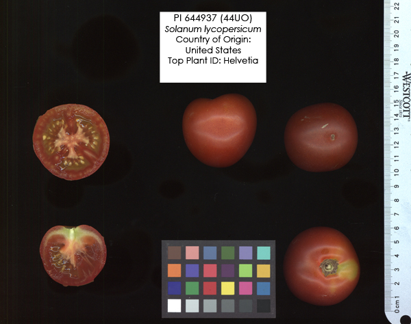 Click for 2 image(s) for this accession. FRUIT