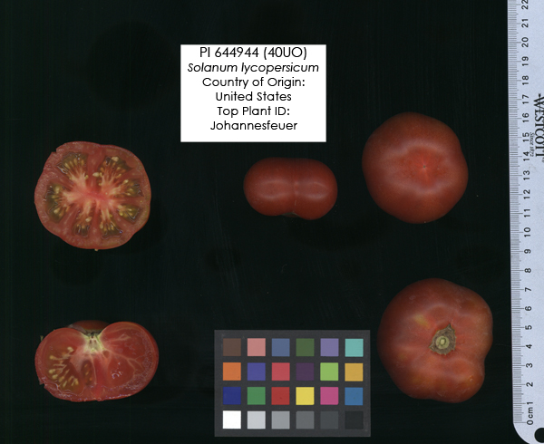 Click for 2 image(s) for this accession. FRUIT