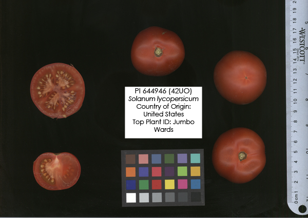 Click for 2 image(s) for this accession. FRUIT