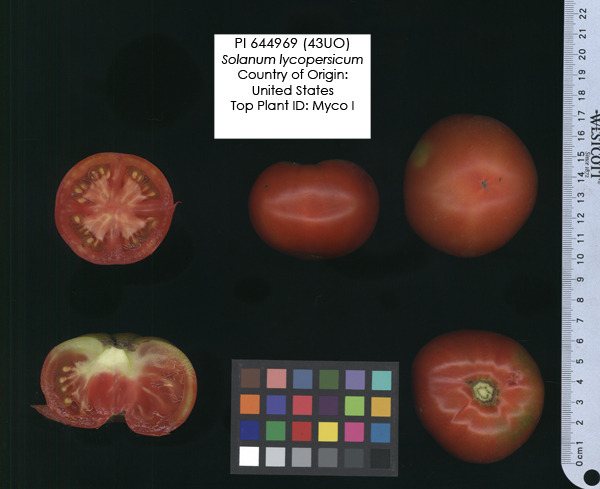 Click for 2 image(s) for this accession. FRUIT