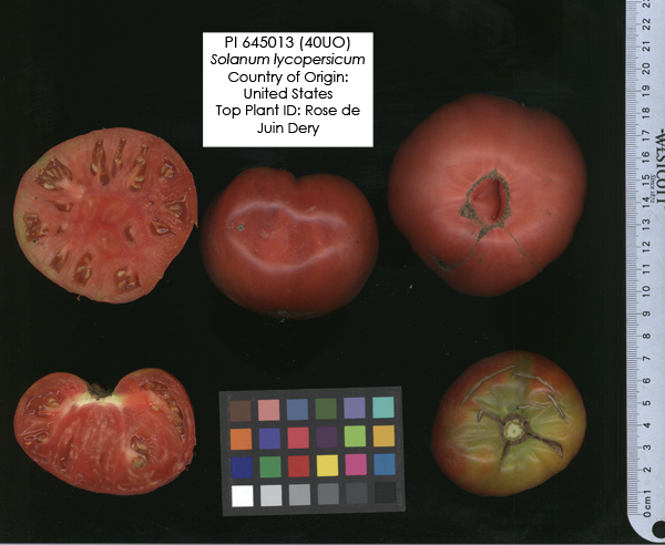 Click for 2 image(s) for this accession. FRUIT