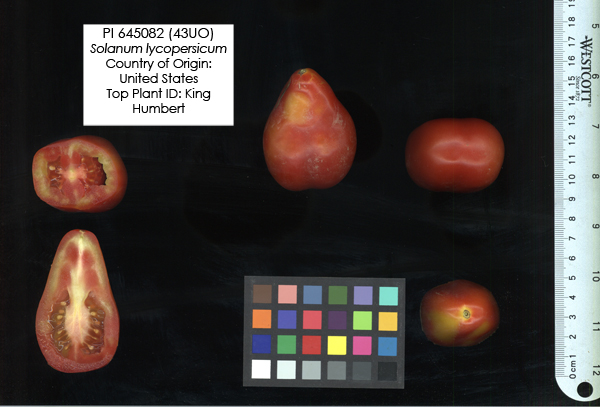 Click for 2 image(s) for this accession. FRUIT