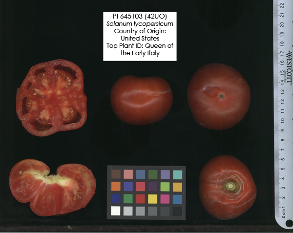 Click for 2 image(s) for this accession. FRUIT